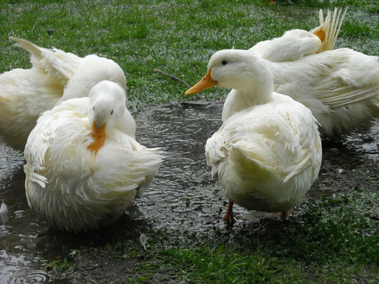 Ducks-Bathing